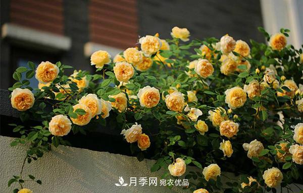 月季花幼苗怎样栽培?月季苗种植方法 月季花幼苗怎样栽培?月季苗种植方法(图4)