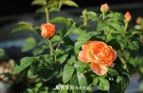 月季网,月季花秋季施肥方法(图1) 月季网,月季花秋季施肥方法(图1)