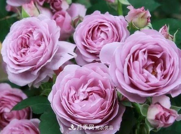 月季网,月季花秋季施肥方法(图2) 月季网,月季花秋季施肥方法(图2)
