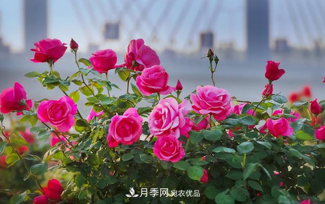 南阳月季甲天下 香飘五洲迎宾朋(图1)