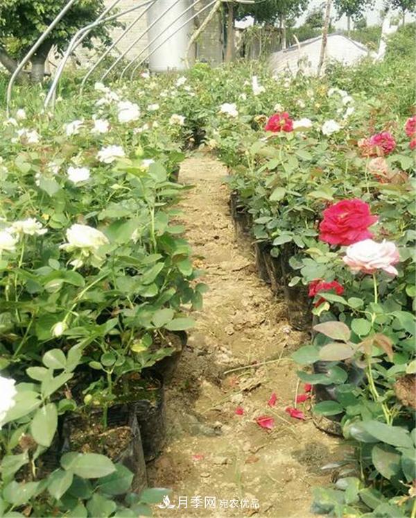 南阳月季花营养钵苗如何养?价格多少钱?(图1) 南阳月季花营养钵苗如何养?价格多少钱?(图1)