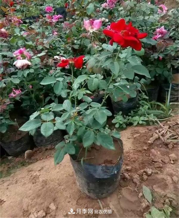 南阳月季花营养钵苗如何养?价格多少钱?(图2) 南阳月季花营养钵苗如何养?价格多少钱?(图2)