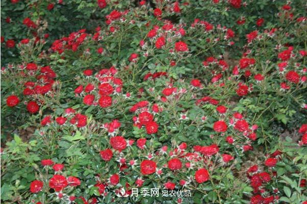 藤本月季与地被月季的品种介绍(图3) 藤本月季与地被月季的品种介绍(图3)