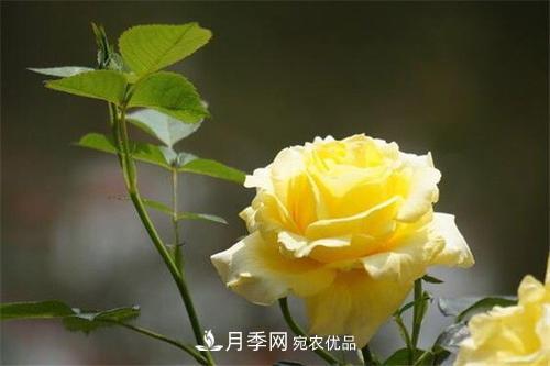 分享10种大花月季，每一款开花鲜艳香味清新(图1)