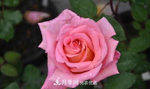 分享10种大花月季，每一款开花鲜艳香味清新(图5)