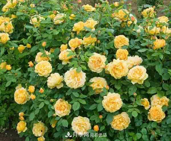 月季小白养花宝典!7条干货知识,让你家月季越养越惊艳(图2) 月季小白养花宝典!7条干货知识,让你家月季越养越惊艳(图2)