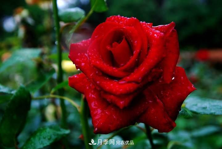 月季花这样管理,一年开两次花(图1) 月季花这样管理,一年开两次花(图1)