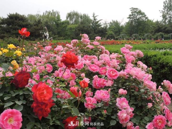 月季花这样管理,一年开两次花(图2) 月季花这样管理,一年开两次花(图2)