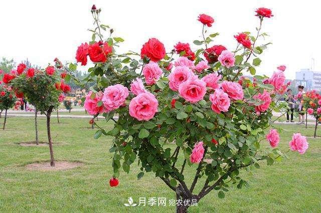 月季花这样管理,一年开两次花(图3) 月季花这样管理,一年开两次花(图3)