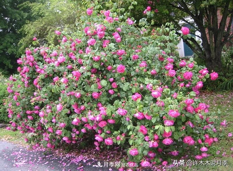 25个丰花浓香的波旁月季。拥有中国血统，不仅抗病还能做花墙(图3)