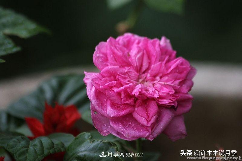 25个丰花浓香的波旁月季。拥有中国血统，不仅抗病还能做花墙(图5)