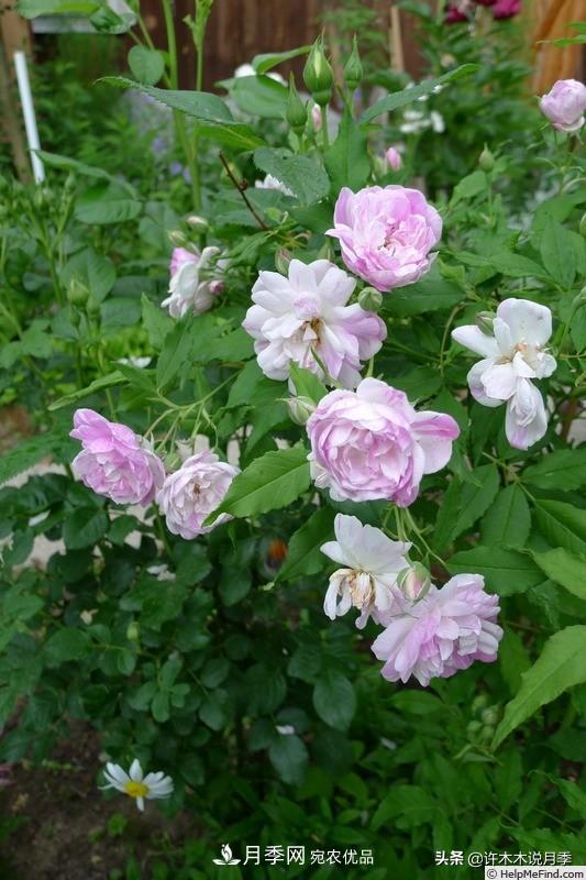 25个丰花浓香的波旁月季。拥有中国血统，不仅抗病还能做花墙(图4)