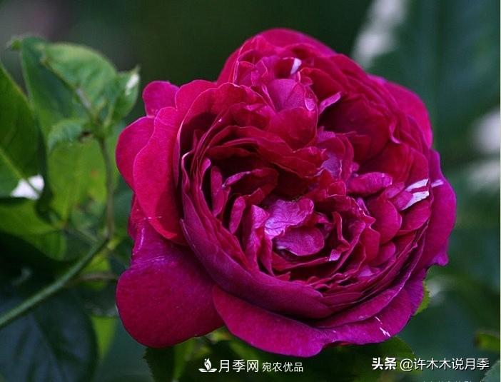 25个丰花浓香的波旁月季。拥有中国血统，不仅抗病还能做花墙(图11)