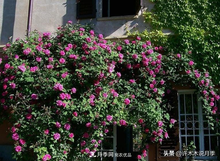 25个丰花浓香的波旁月季。拥有中国血统，不仅抗病还能做花墙(图13)