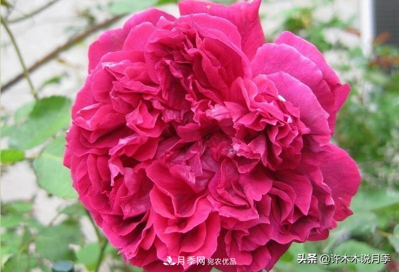 25个丰花浓香的波旁月季。拥有中国血统，不仅抗病还能做花墙(图21)