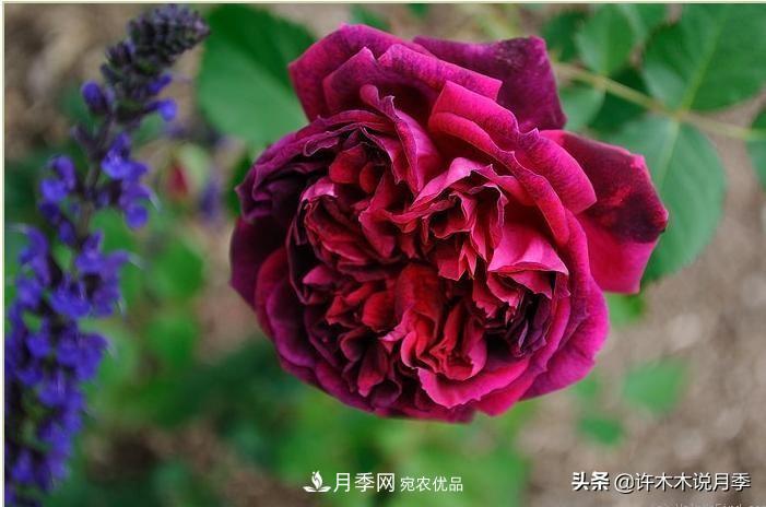 25个丰花浓香的波旁月季。拥有中国血统，不仅抗病还能做花墙(图20)