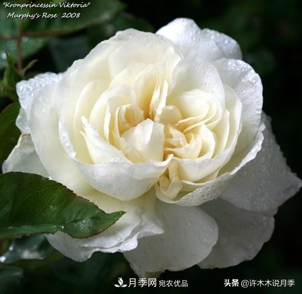 25个丰花浓香的波旁月季。拥有中国血统，不仅抗病还能做花墙(图27)