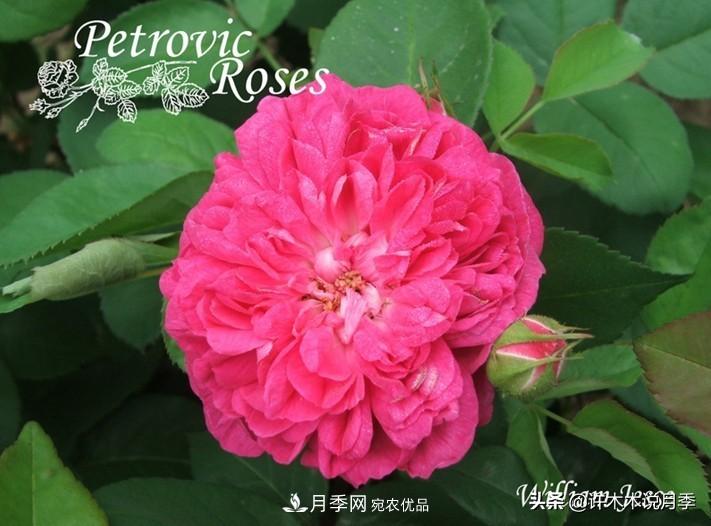 25个丰花浓香的波旁月季。拥有中国血统，不仅抗病还能做花墙(图31)