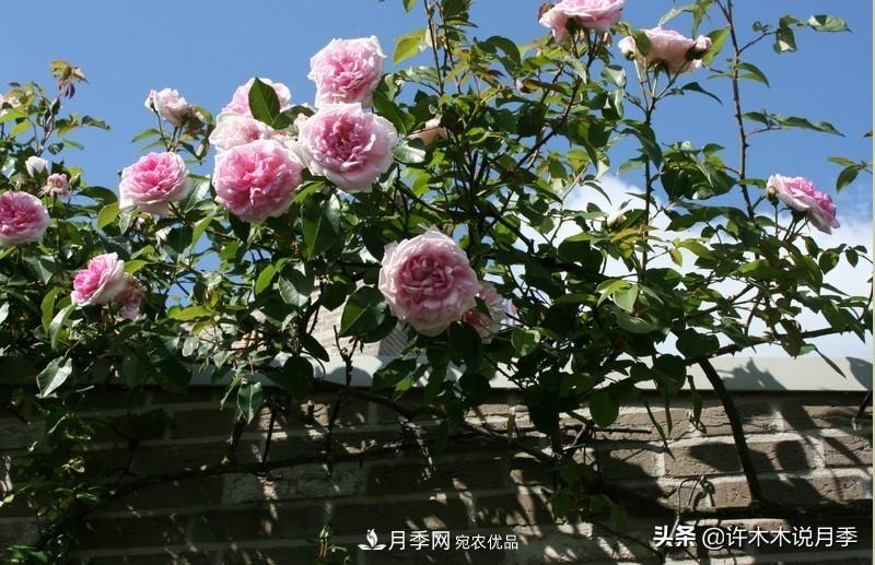 25个丰花浓香的波旁月季。拥有中国血统，不仅抗病还能做花墙(图34)