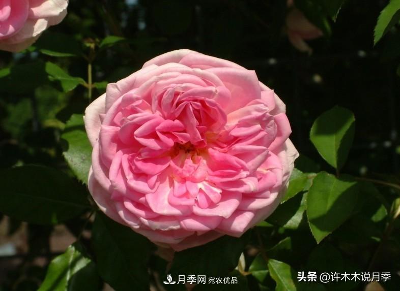 25个丰花浓香的波旁月季。拥有中国血统，不仅抗病还能做花墙(图35)
