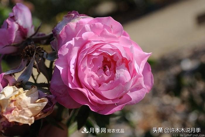 25个丰花浓香的波旁月季。拥有中国血统，不仅抗病还能做花墙(图37)