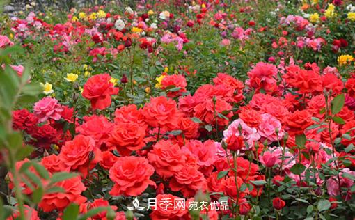 怎么管理阳台上的盆栽月季,方法是什么?(图1) 怎么管理阳台上的盆栽月季,方法是什么?(图1)