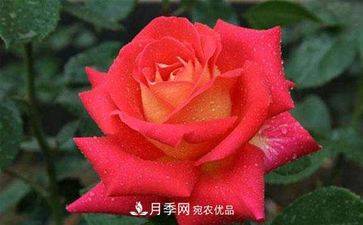 作为养花人不可不知道月季苗的生长习性(图1) 作为养花人不可不知道月季苗的生长习性(图1)
