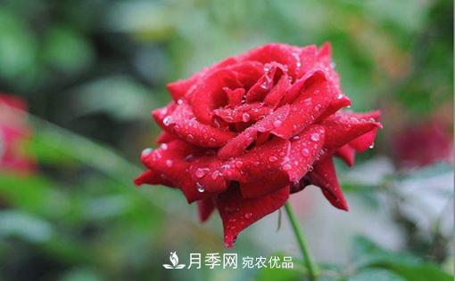 你知道怎么解决大花月季叶子发黄的问题吗?(图1) 你知道怎么解决大花月季叶子发黄的问题吗?(图1)