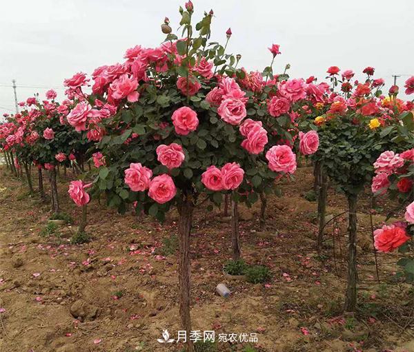 月季扦插后所需的温度湿度,你不能不知道(图1) 月季扦插后所需的温度湿度,你不能不知道(图1)