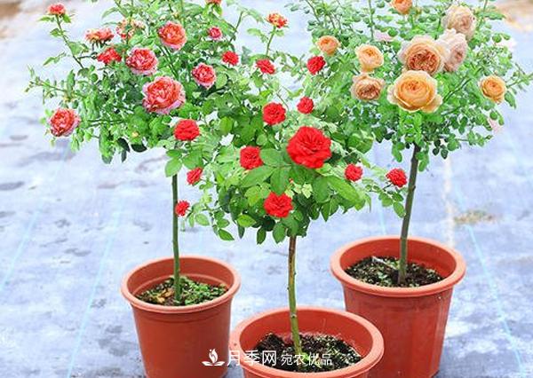 怎样预防你南阳棒棒糖树状月季黑斑病病害?(图1) 怎样预防你南阳棒棒糖树状月季黑斑病病害?(图1)