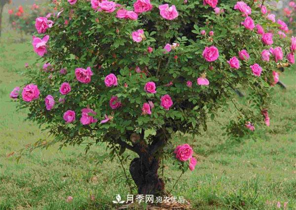 南阳汉月月季的香水月季栽培方法(图1) 南阳香水月季栽培方法(图1)