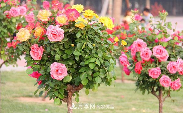 分享六点,湖北月季树养护不再是难题(图1) 分享六点,湖北月季树养护不再是难题(图1)