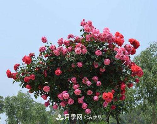 送给新手的月季树种植方法,希望可以帮到植物“杀手”的你(图1) 送给新手的月季树种植方法,希望可以帮到植物“杀手”的你(图1)