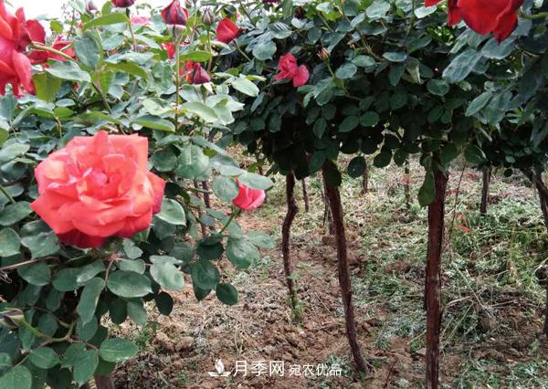 安徽月季树无根砧木嫁接该怎么做?(图1) 安徽月季树无根砧木嫁接该怎么做?(图1)