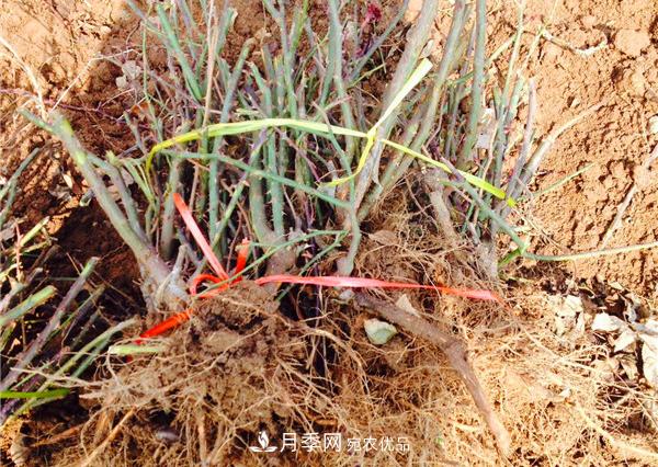 冬季最佳入苗期,提高月季裸根苗成活率6大绝招(图3) 冬季最佳入苗期,提高月季裸根苗成活率6大绝招(图3)