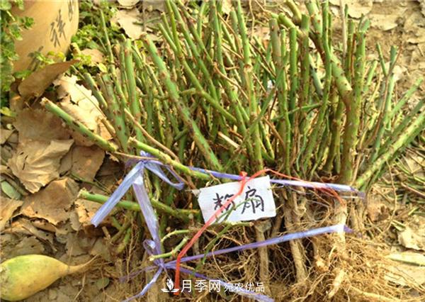 冬季最佳入苗期,提高月季裸根苗成活率6大绝招(图2) 冬季最佳入苗期,提高月季裸根苗成活率6大绝招(图2)
