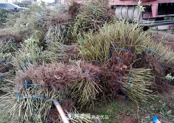 冬季最佳入苗期,提高月季裸根苗成活率6大绝招(图4) 冬季最佳入苗期,提高月季裸根苗成活率6大绝招(图4)