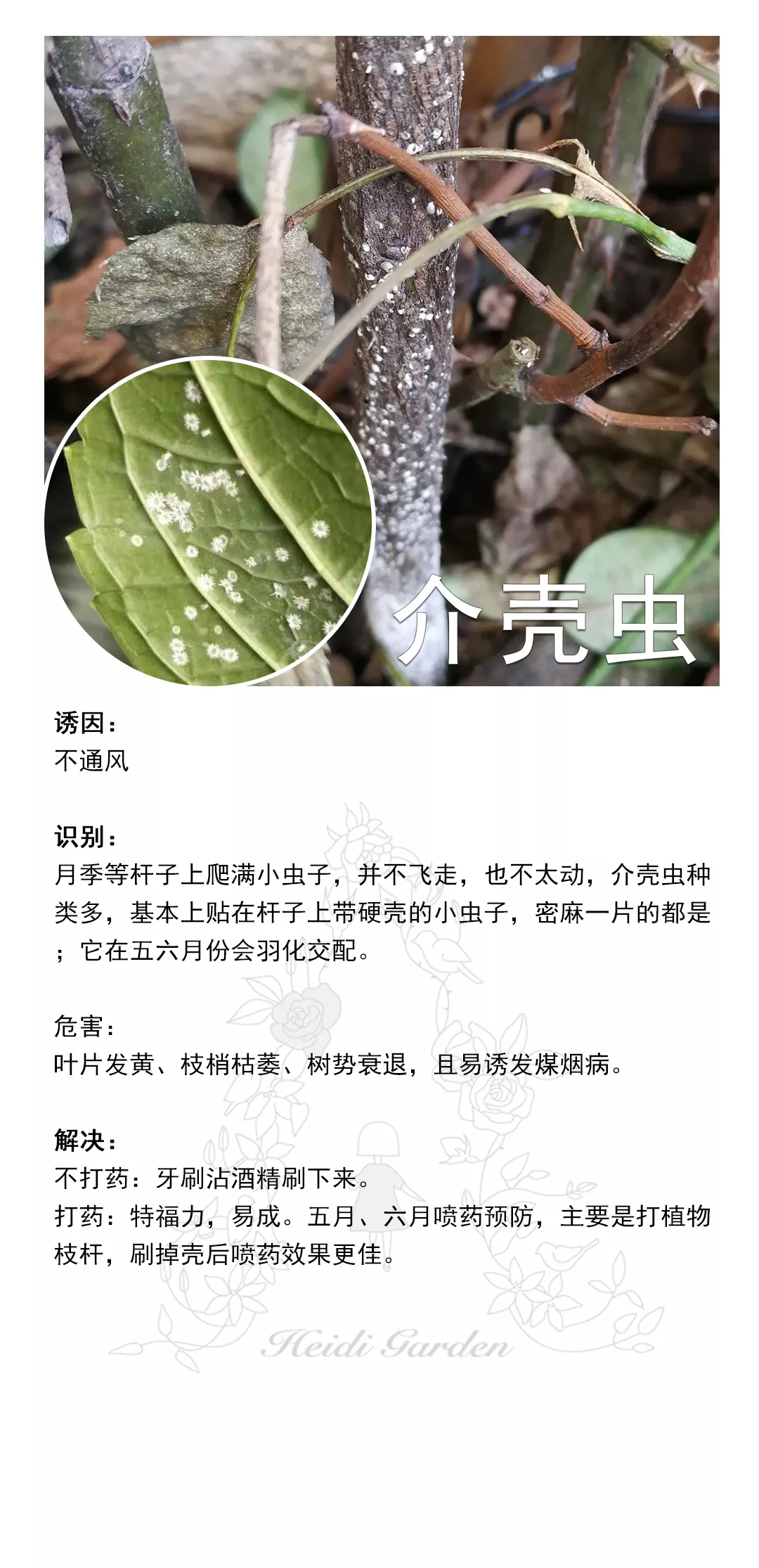 养护大全：月季养护病虫防治资料卡(图2)