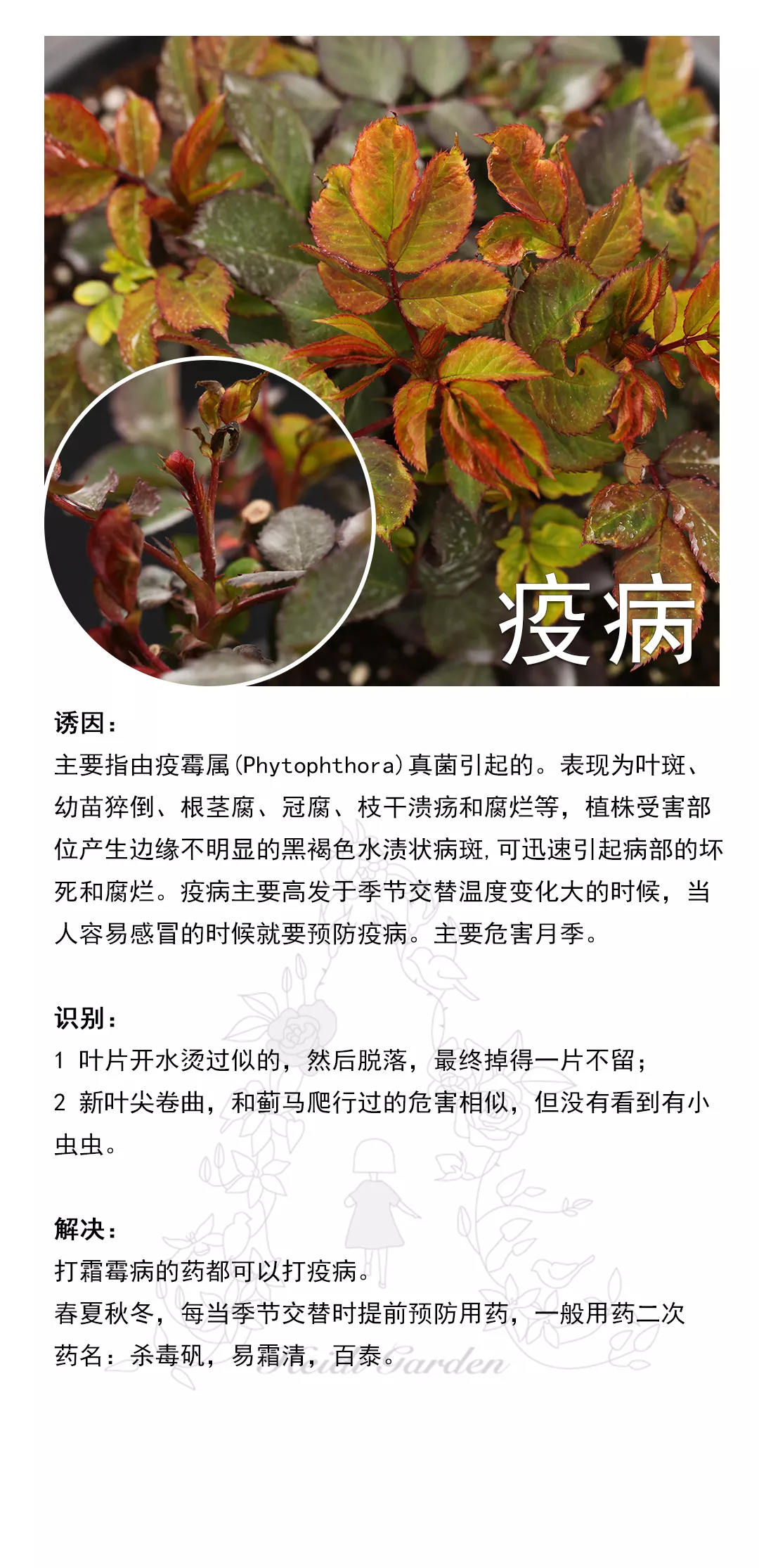 养护大全：月季养护病虫防治资料卡(图9)