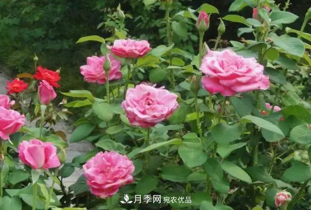 月季最怕“三种”水，避开不黄叶烂根，清香宜人一整年(图2)