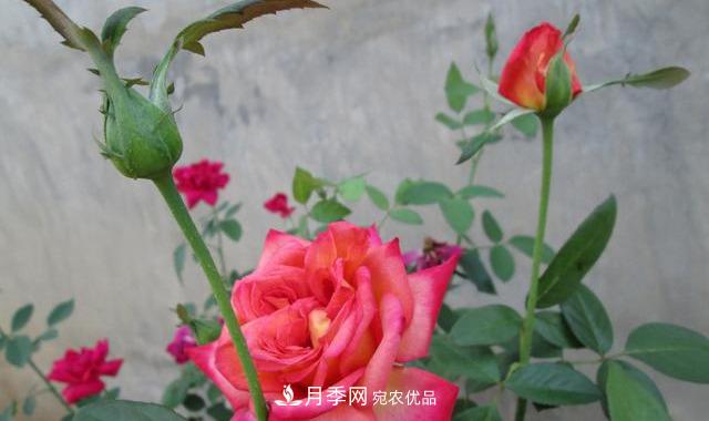 月季最怕“三种”水，避开不黄叶烂根，清香宜人一整年(图3)