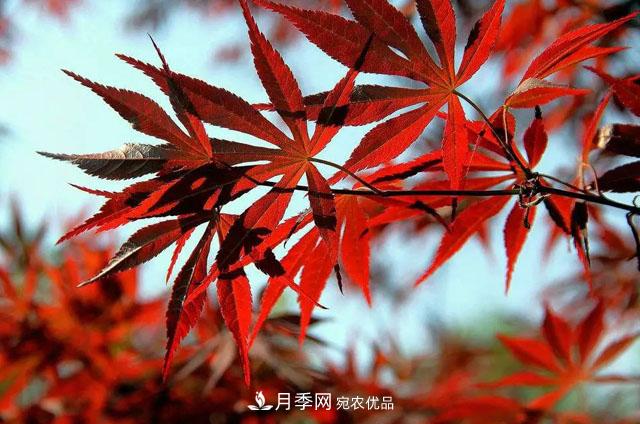 这些5种高端苗木向来就是“抢手货”,你知道几个?(图5) 这些5种高端苗木向来就是“抢手货”,你知道几个?(图5)