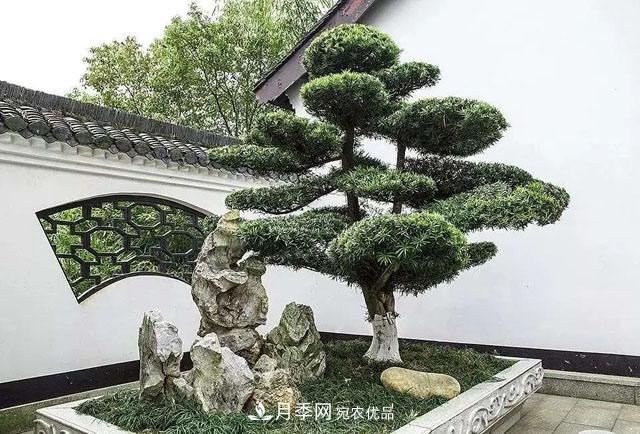 这些5种高端苗木向来就是“抢手货”,你知道几个?(图2) 这些5种高端苗木向来就是“抢手货”,你知道几个?(图2)