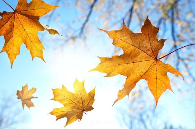 这些5种高端苗木向来就是“抢手货”,你知道几个?(图1) 这些5种高端苗木向来就是“抢手货”,你知道几个?(图1)