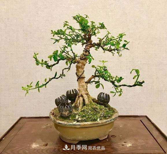 花中四友——迎春花，苍古成趣的迎春花盆景育桩技巧(图1)