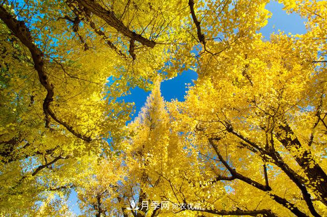 秋叶如花,观赏红叶的苗木,除了红枫,你认识哪几种?(图3) 秋叶如花,观赏红叶的苗木,除了红枫,你认识哪几种?(图3)