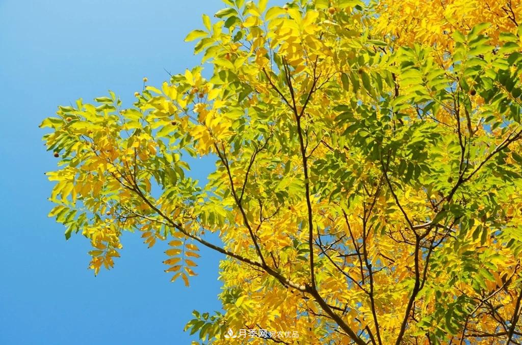 秋叶如花，观赏红叶的苗木，除了红枫，你认识哪几种？(图4)