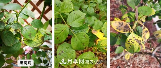 月季病害及杂草如何防除？(图1)