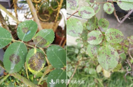 月季病害及杂草如何防除？(图5)