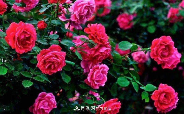 一年开两次花，月季花需要这样养护管理(图2)